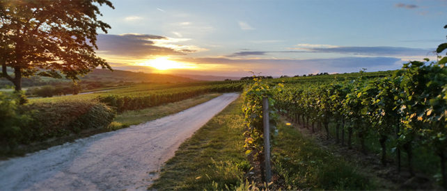 Blick �ber Reben im Frühling - romantische Stimmung